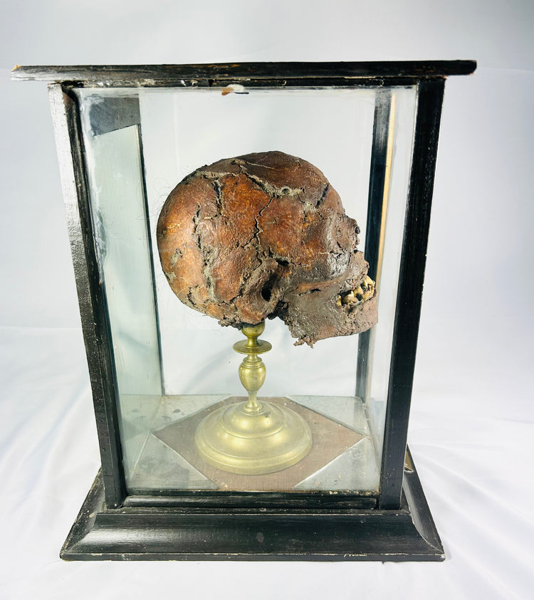Side profile of the 19th-century mummified head known as “TIC,” displayed in a glass and wood case on a brass stand, showing detailed preservation and texture against a white background.