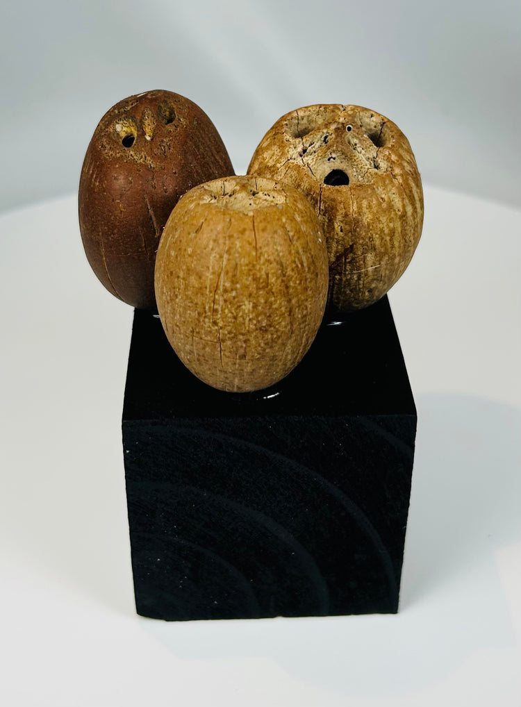 Ancient Pre-Columbian palm seed pods with drilled perforations for ceremonial rattles