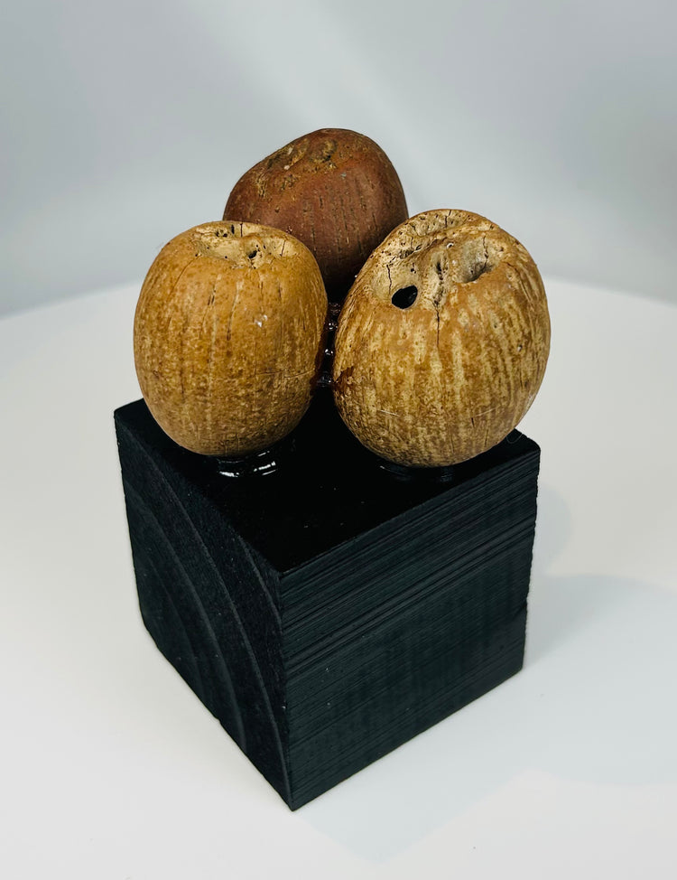 Archaeological Pre-Columbian seed pod artifacts used in ritual sound instruments