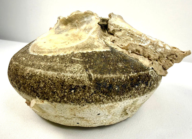 Chinese Ming Dynasty stoneware vessel recovered from a Philippine shipwreck, featuring an encrusted opening, rounded discoid body, and preserved marine accretions.