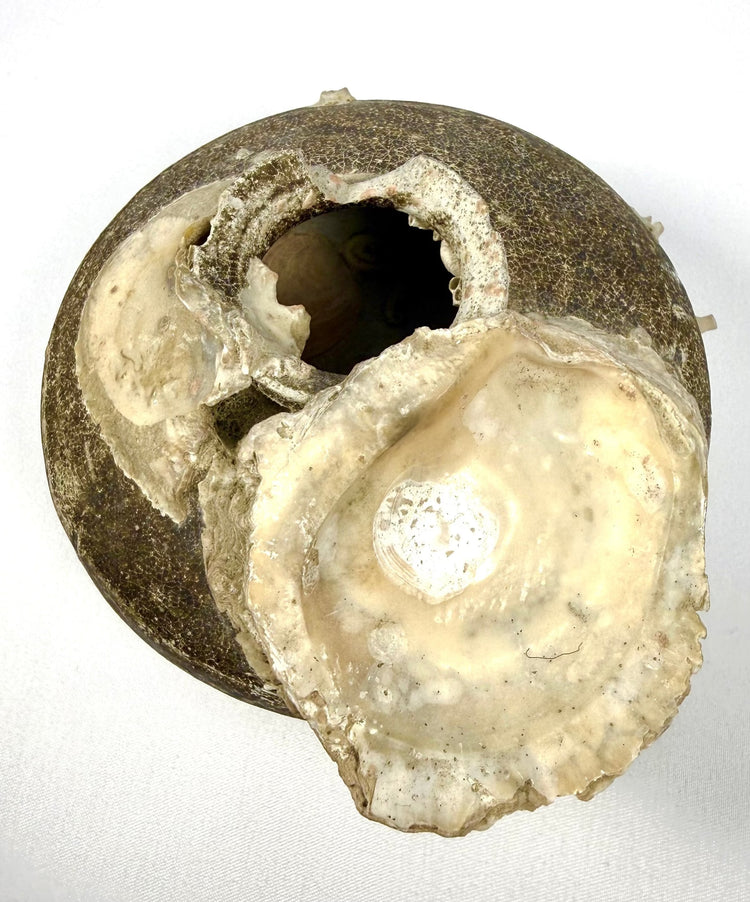 Ancient Chinese shipwreck pottery jarlet with a distinctive shell formation covering part of its opening, showcasing centuries-old barnacle deposits and traditional Ming Dynasty craftsmanship.