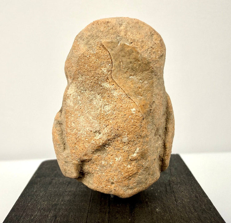Rear view of Nayarit region terracotta head showing rough textured clay surface and elongated skull shape