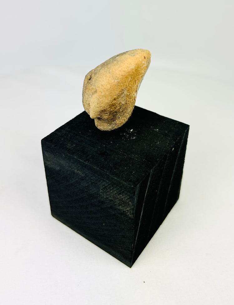 West Mexican Pre-Columbian terracotta figurine head, ancient artifact from 300 BCE–300 CE, with rounded facial features and drilled eyes