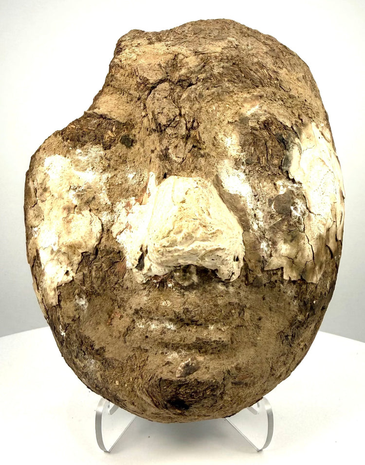 Ptolemaic–Roman Egyptian funerary face fragment displaying weathered facial features and exposed straw-reinforced earthen material.