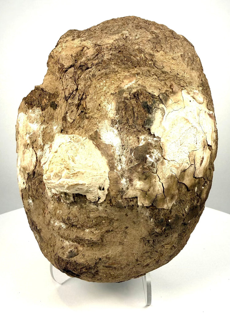 Ancient Egyptian anthropoid coffin face fragment featuring an oval facial structure, defined mouth, and remnants of original gesso preparation.
