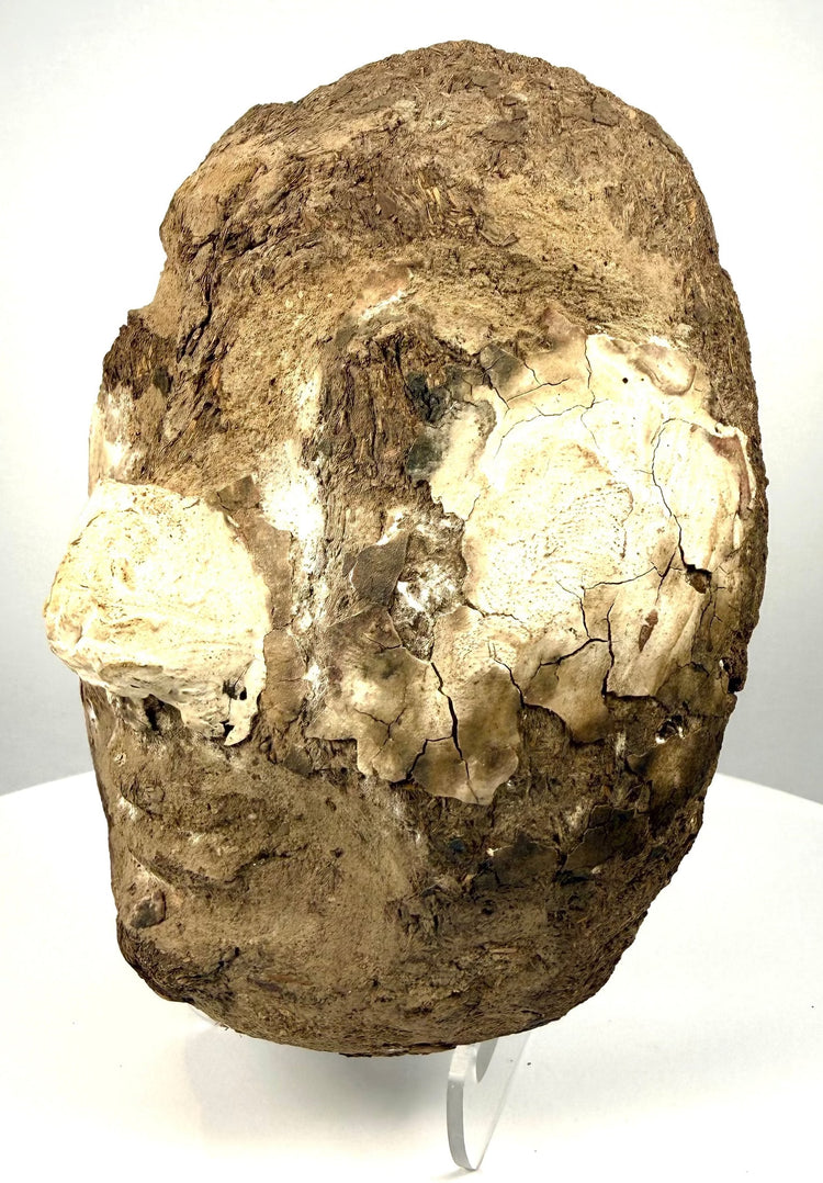 Egyptian funerary face with surviving pale stucco around the nose, cheeks, and eye regions, contrasting with its coarse brown structural material.