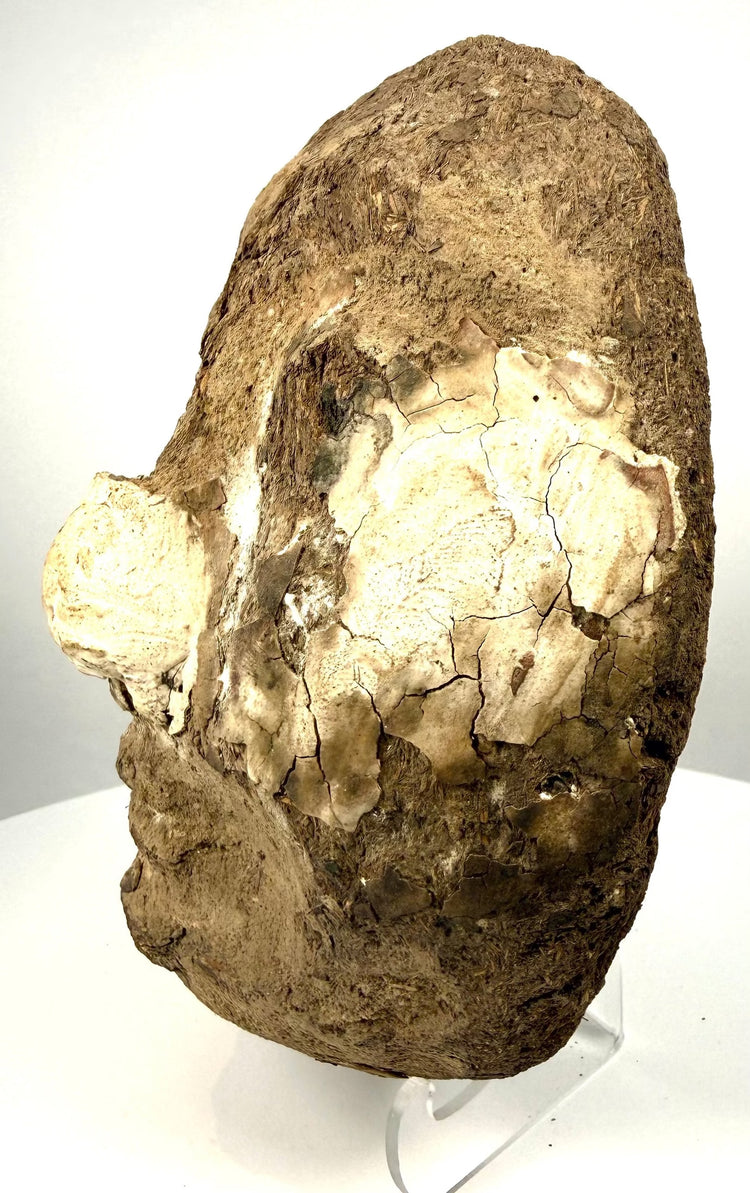 Late Ptolemaic Egyptian funerary face with a strongly modelled nose, shallow mouth definition, and worn facial contours.