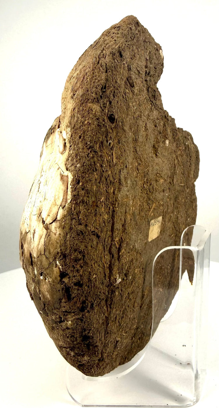 Ancient Egyptian coffin face fragment displaying thick three-dimensional construction with visible chopped straw embedded in an earthen matrix.