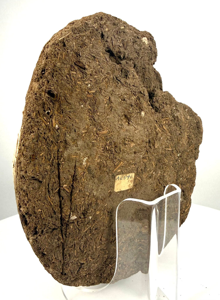 Egyptian funerary face attributed to circa 100 BCE–100 CE, featuring scattered remnants of pale gesso and an irregular weathered surface.
