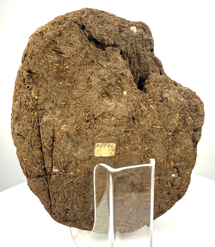 Ancient Egyptian anthropoid funerary face with a prominently preserved nose and scattered pale stucco remnants across its weathered surface.