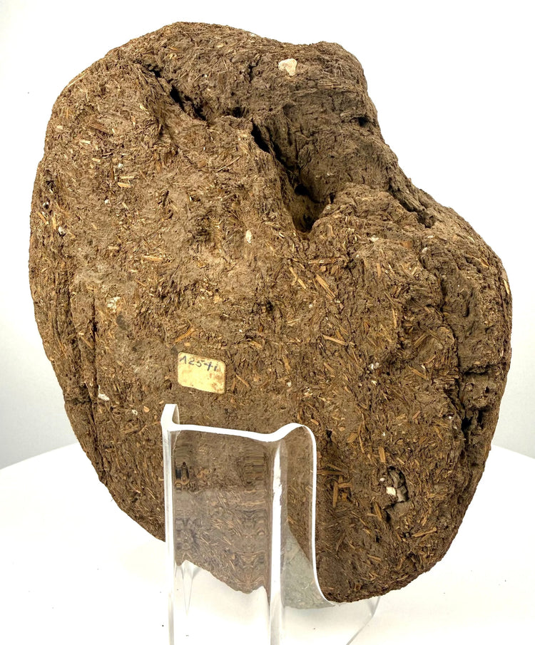 Ancient Egyptian funerary face fragment formerly in the Dr. Bruce L. Ralston Collection, featuring substantial mud-and-fibre construction and surviving facial modelling.
