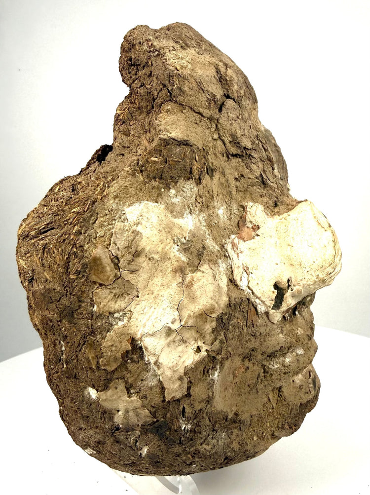 Ancient Egyptian mud-and-straw coffin face fragment with an irregular reverse, exposed fibrous construction, and an old collection label.