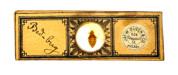 Victorian J.W. Queen & Co. Bed Bug microscope slide featuring preserved insect specimen, decorative paper border and 924 Chestnut Street Philadelphia label.