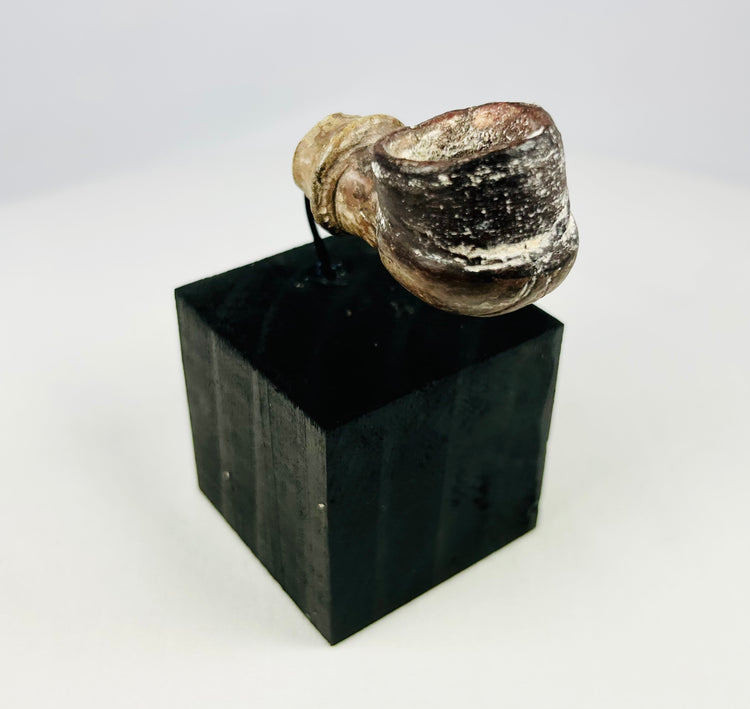 Archaeological Pottery Spout/Pipe | North African or Middle Eastern Origin | Circa 1800s