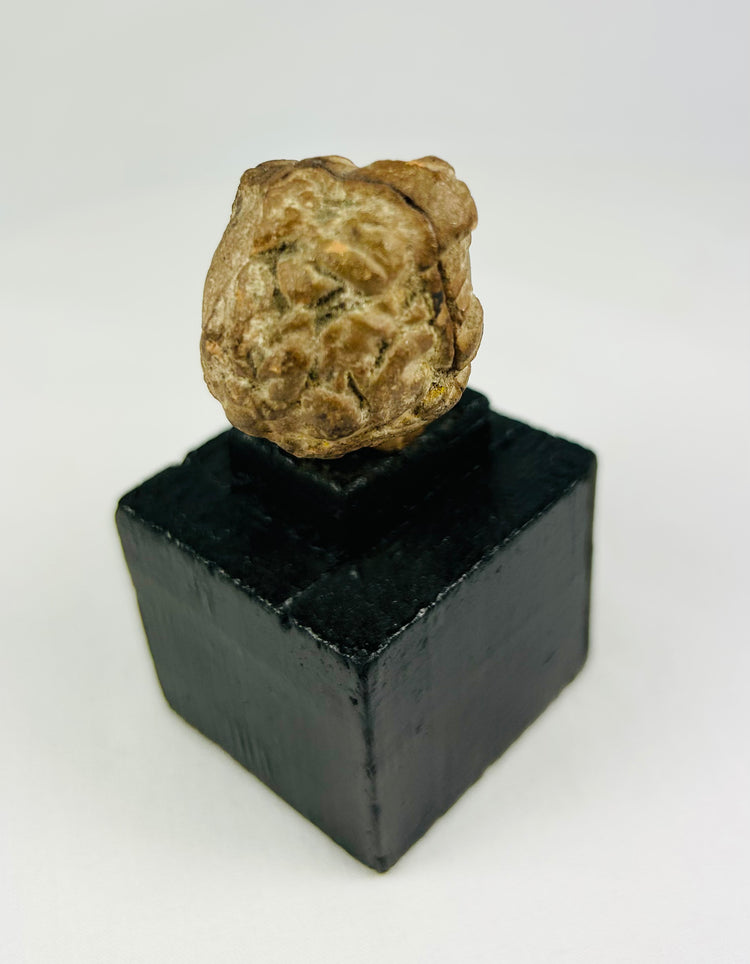 Greek or Roman terracotta head fragment, 1st millennium BCE–CE, ancient artifact with aged surface