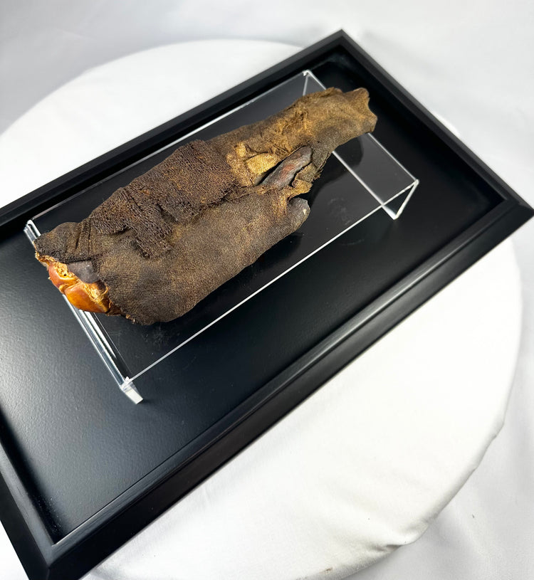 Close-up of authentic ancient Egyptian mummified hand, revealing detailed preservation of desiccated tissue, natural resin, and linen fibers from the Ptolemaic Period.