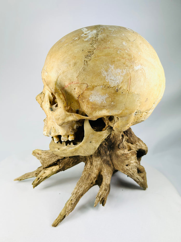 Authentic 19th-century skull — three-quarter rear view with aged patina and driftwood