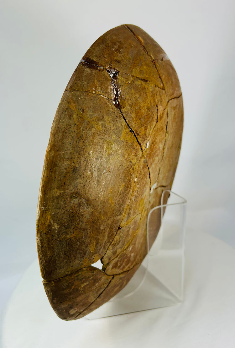 Left-rear view highlighting curvature and subtle pigment traces on the reverse.