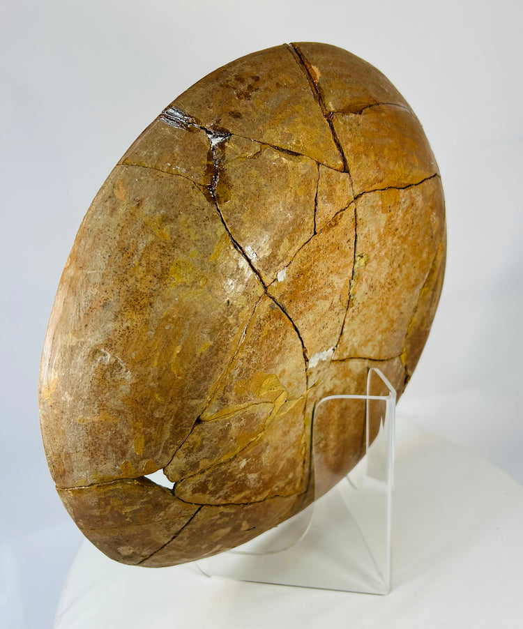 Alternate left-back oblique showing reconstructed edges and natural mineralization.