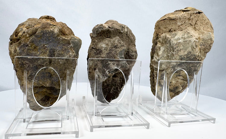 Three genuine trilobite fossils mounted on clear display stands