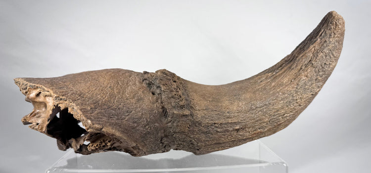 Mineralized prehistoric bison horn core and adjoining skull fragment