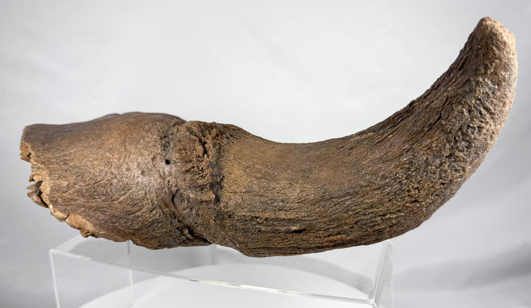 Large fossilized bison horn and cranial bone from Newcastle, Wyoming