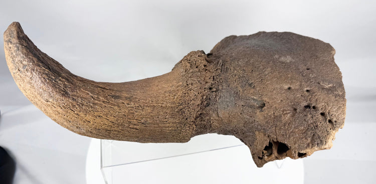 Fossilized bison skull fragment displaying natural cavities and cranial structure