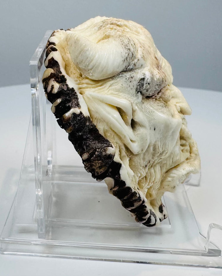 Japanese supernatural guardian face carved into deer antler