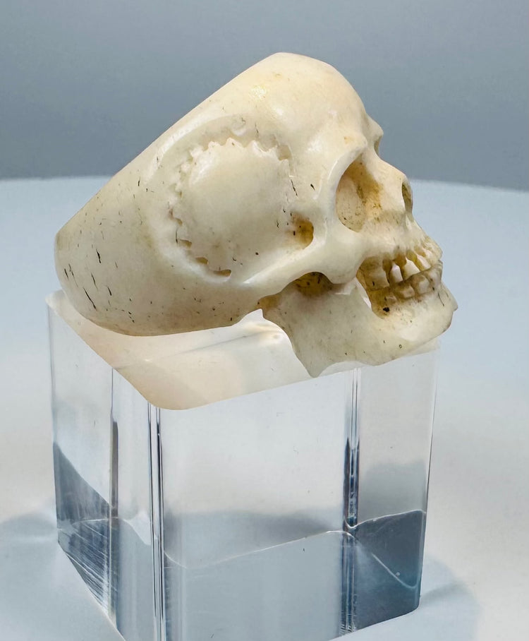 Profile of an antique carved bone skull ring showing the rounded cranium