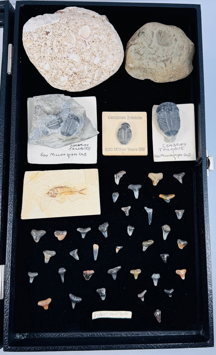 Glass-topped fossil display case with labeled Cambrian trilobites and rows of fossil shark teeth