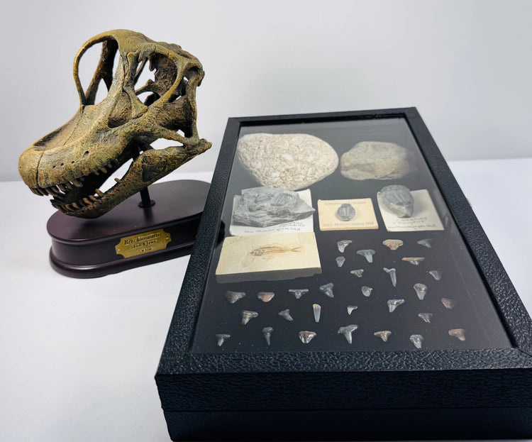 Quarter-scale Brachiosaurus skull replica displayed beside the complete glass-topped fossil collection