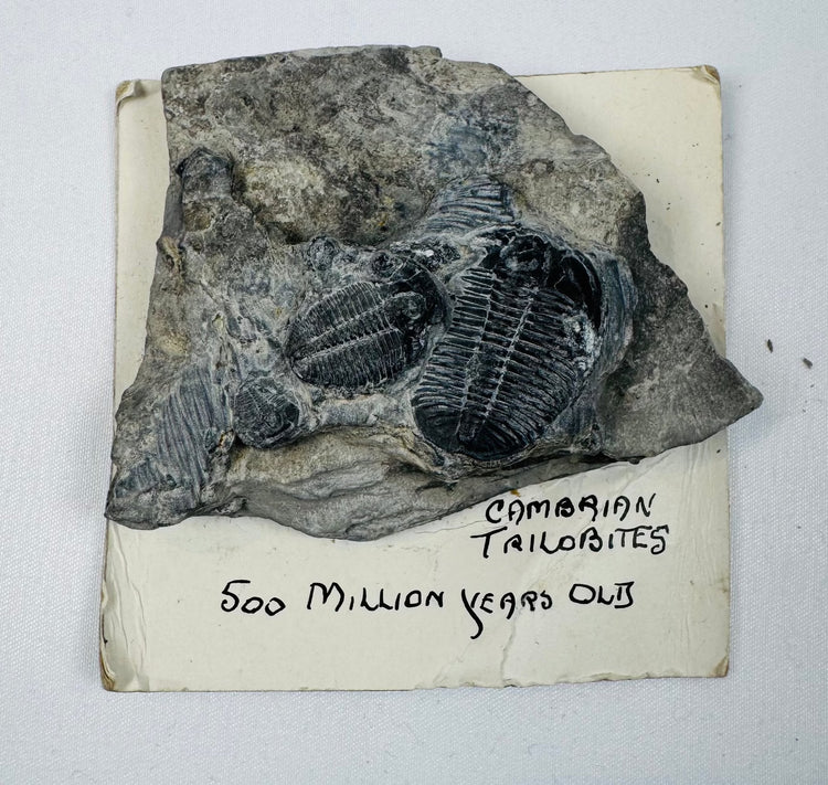 Multi-specimen Cambrian trilobite matrix with complete and partial trilobites on an older collection card