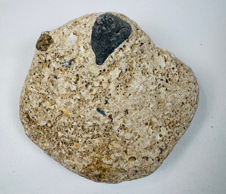 Pale fossiliferous limestone specimen containing compacted marine shells and embedded fossil material