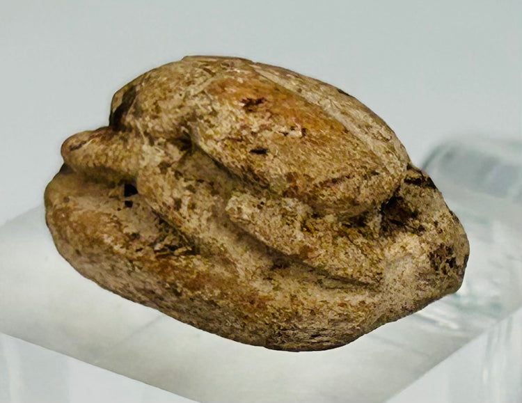 Ancient Egyptian scarab amulet dated between circa 1500–600 BC with aged surface patina