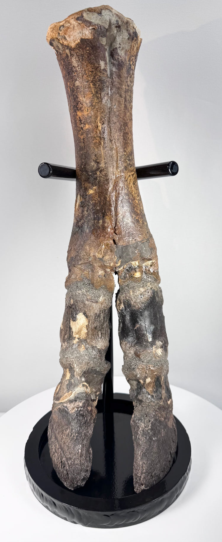 Ice Age bison foot from the North Sea Doggerland region with naturally mineralized bone surface