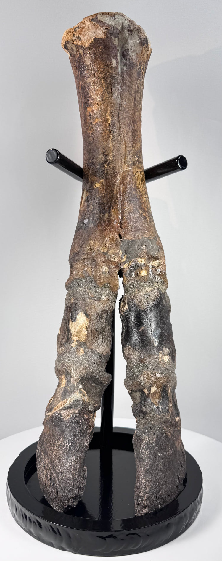 Ancient European bison lower limb specimen with preserved joint structures and terminal digits