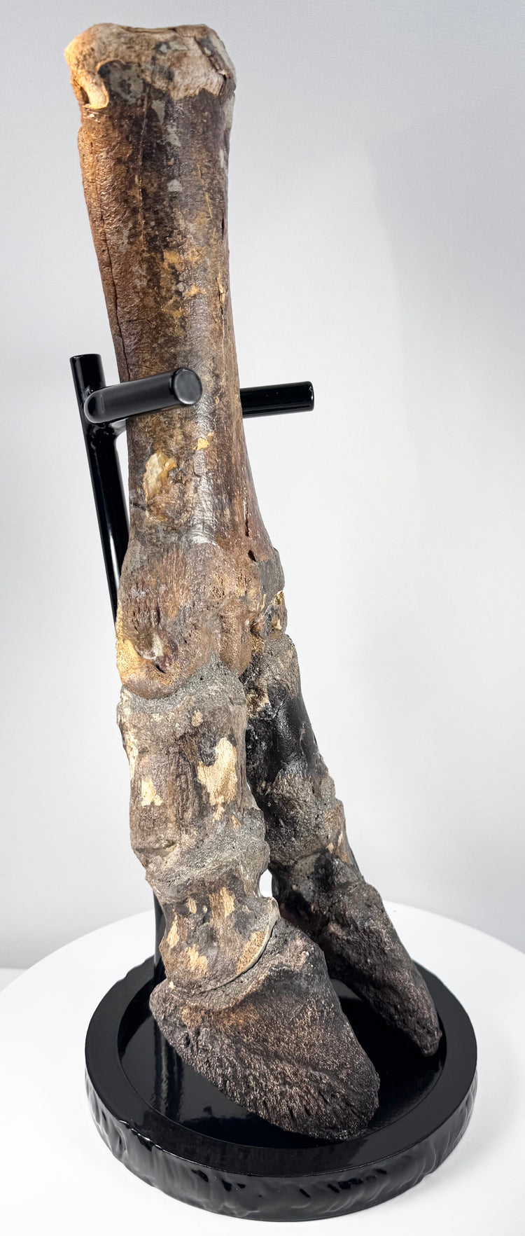 Doggerland prehistoric bison foot with brown, ochre and black mineral patination