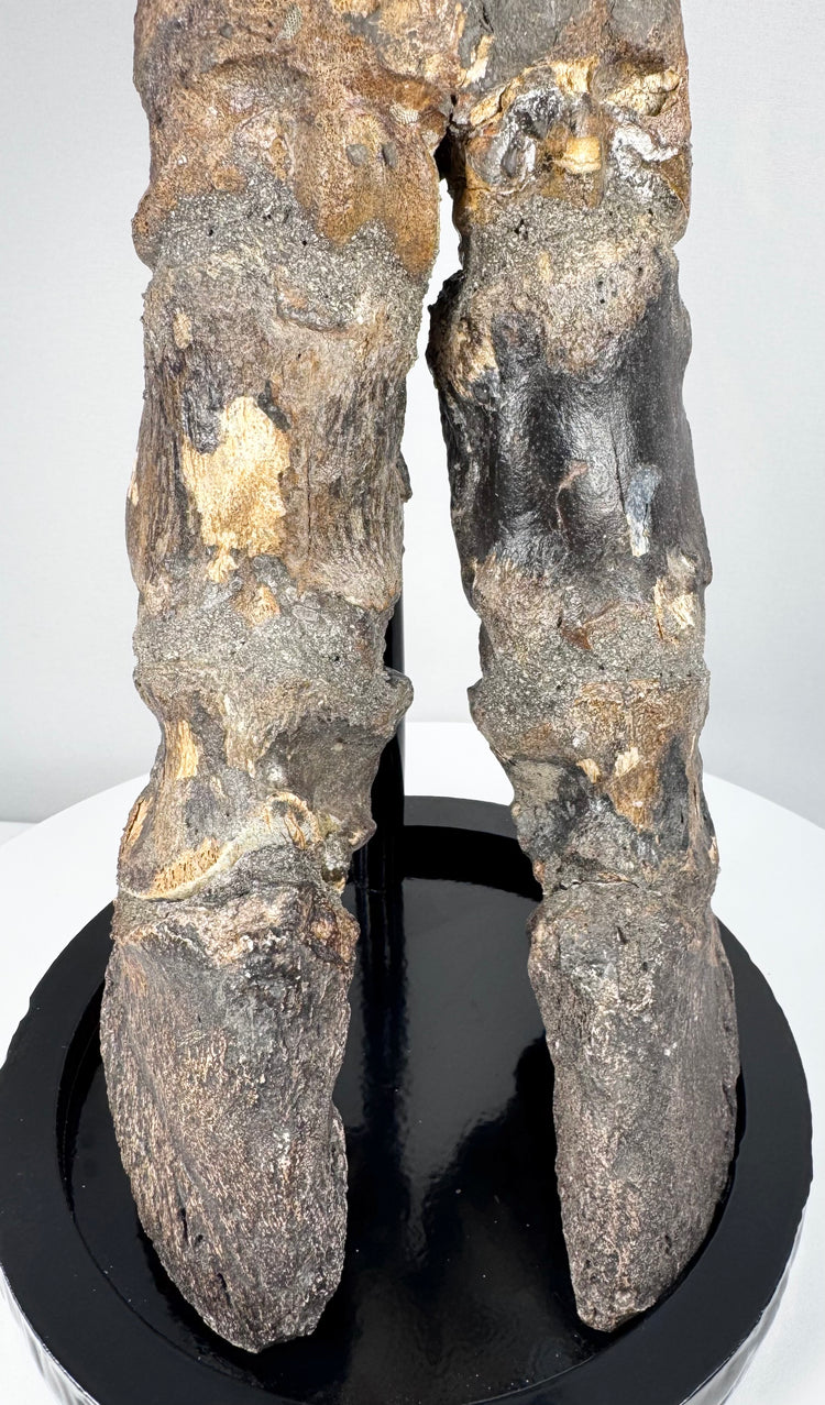 Approximately 10,000-year-old bison foot specimen representing Ice Age European megafauna