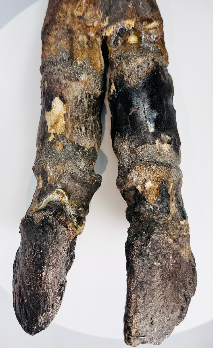 Ancient Doggerland bison limb specimen with dense cortical bone and weathered mineralized surface