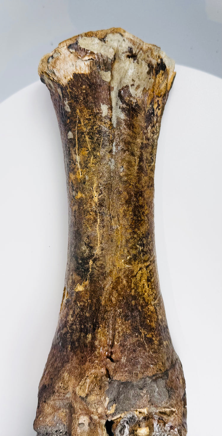 Ice Age European bison foot with preserved paired digits and naturally aged bone texture