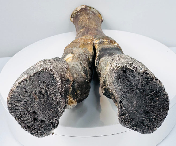 Large prehistoric bison lower limb and foot from Doggerland with natural marine sediment patination