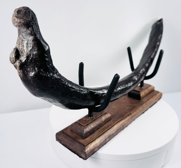 Fossilized dugong rib specimen with natural mineral deposits, fissures and geological surface texture