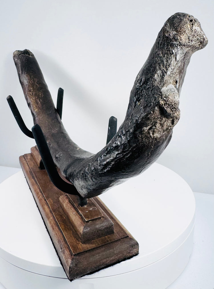 Prehistoric marine mammal rib fossil presented on a custom wood and metal display stand