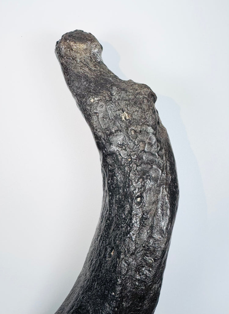 Oligocene sirenian fossil specimen with dark mineralization and contrasting lighter geological deposits
