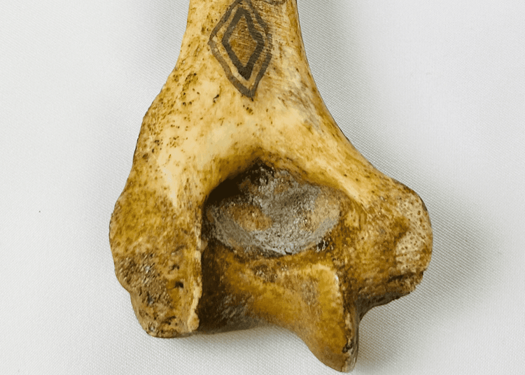 Close-up of antique New Guinea bone dagger showing preserved human humerus anatomy, aged patina and pigment details