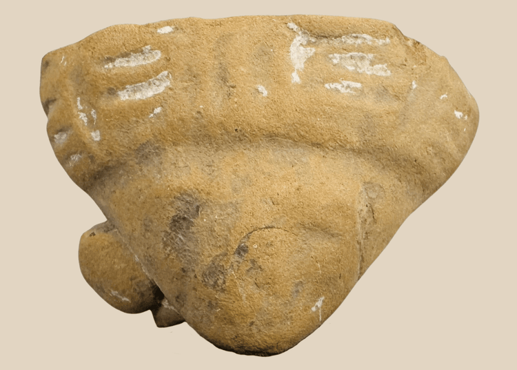 Pre-Columbian terracotta human head fragment with circular earspools mounted on a custom display stand.