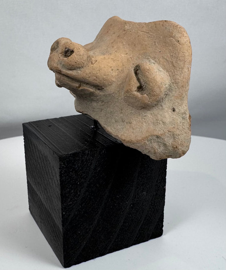 Ancient American terracotta effigy fragment with projecting snout and mineral-encrusted surface patina.