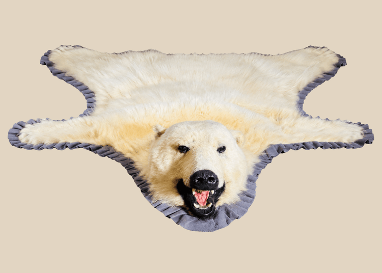 Detailed view of a rare antique polar bear taxidermy rug with ivory fur, mounted head, grey ruffled trim, and natural claws.