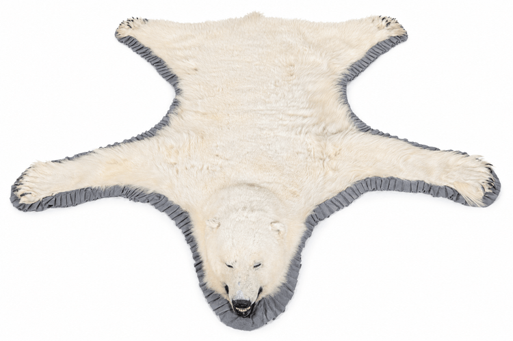 Antique polar bear rug head with glossy eyes, black nose, open mouth, visible teeth, and ivory fur.