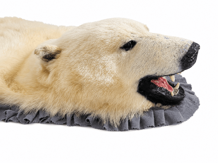 Side-profile close-up of an antique polar bear rug head showing the glass eye, black nose, open mouth, teeth, and grey trim